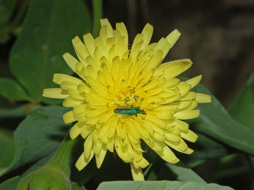 Urospermum dalechampii / Boccione maggiore